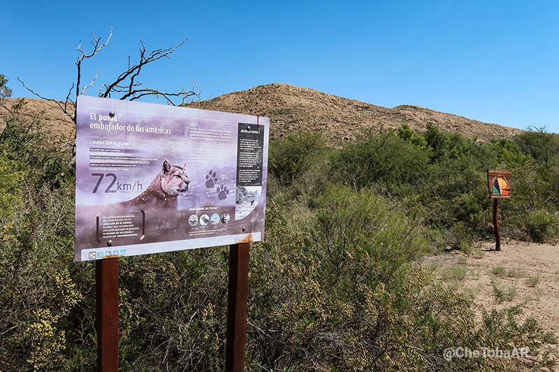 Pumas Parque Nacional Lihué Calel