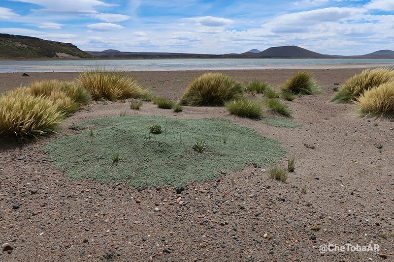 Costa Laguna Blanca Neuquén