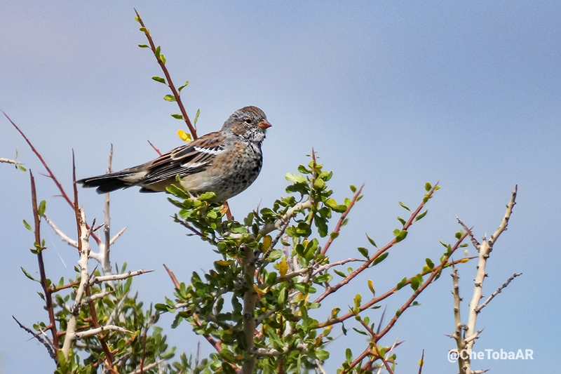 Hembra de Yal Negro - Rhopospina fruticeti