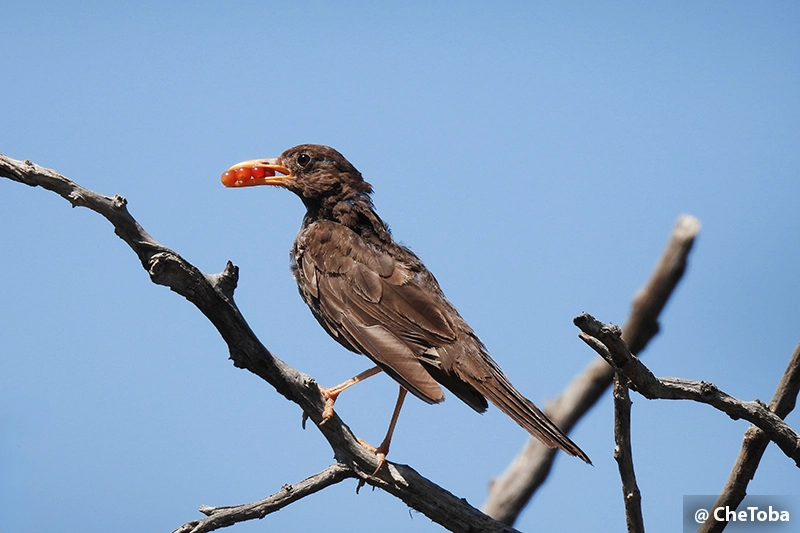 Zorzal Chiguanco - Turdus chiguanco