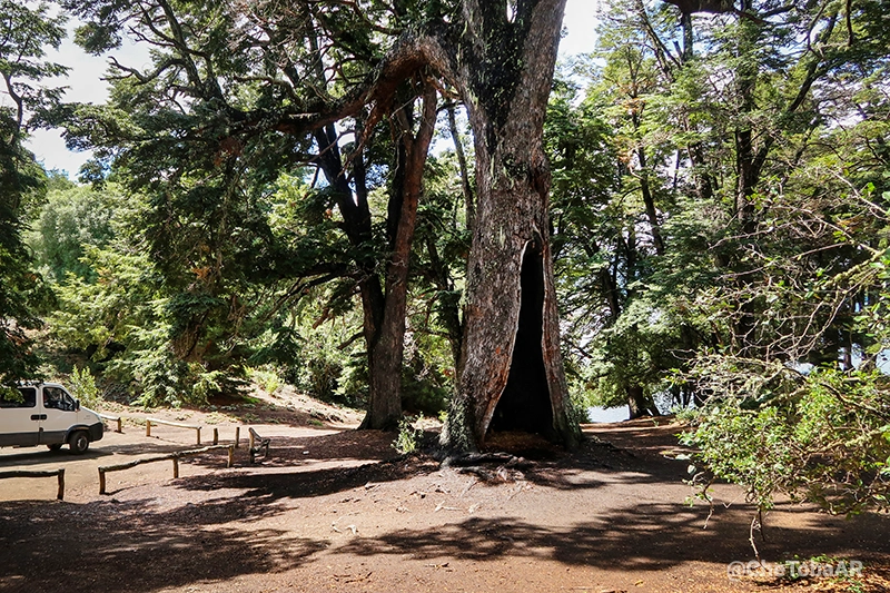 Península de los Cohiues