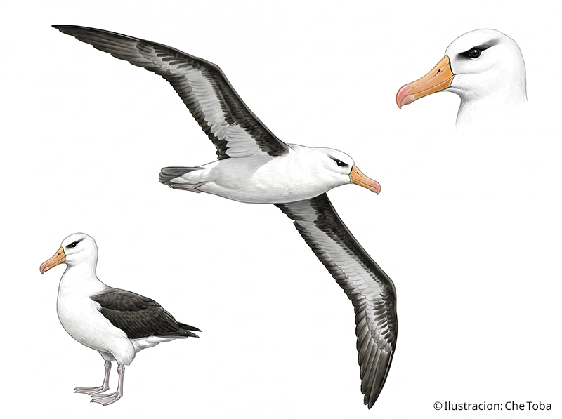 Albatros de Ceja Negra (Thalassarche melanophris)