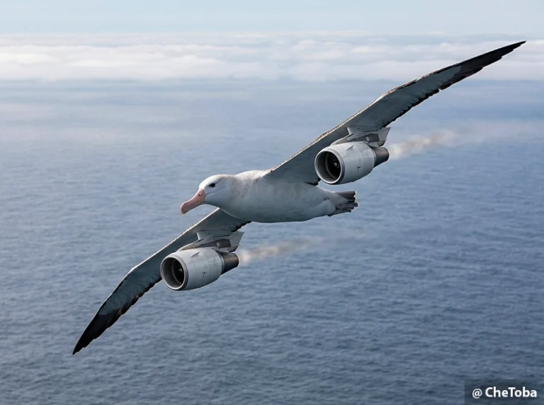 Migraciones oceánicas: aves que recorren el mundo y llegan al país