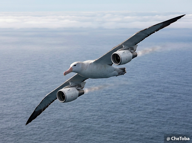 Migraciones oceánicas: aves que recorren el mundo y llegan al país