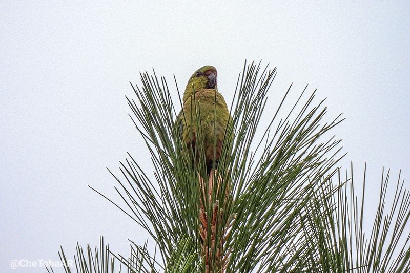 Cachaña - Enicognathus ferrugineus