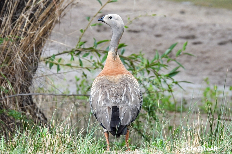 Cauquén Real - Chloephaga poliocephala
