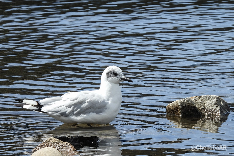 Gaviota Andina Chroicocephalus serranus