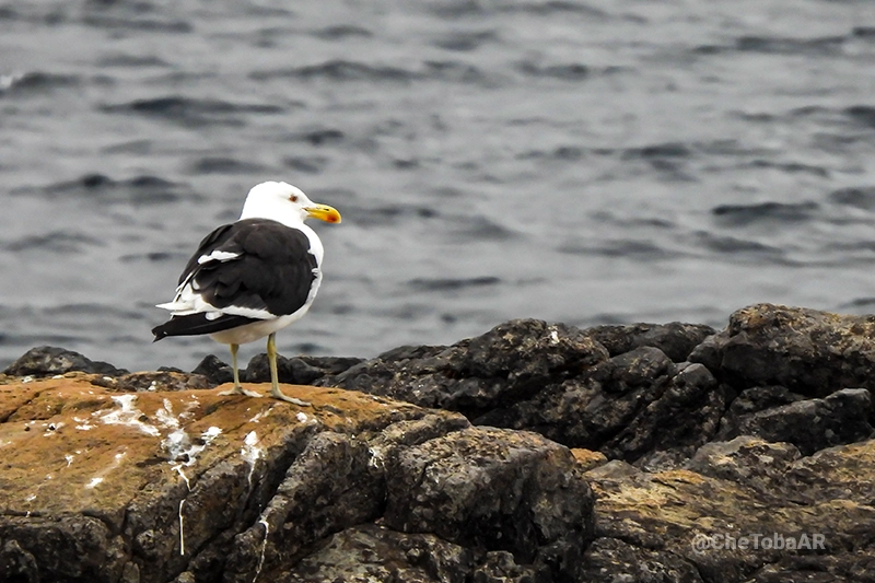 Gaviota Cocinera - Larus dominicanus