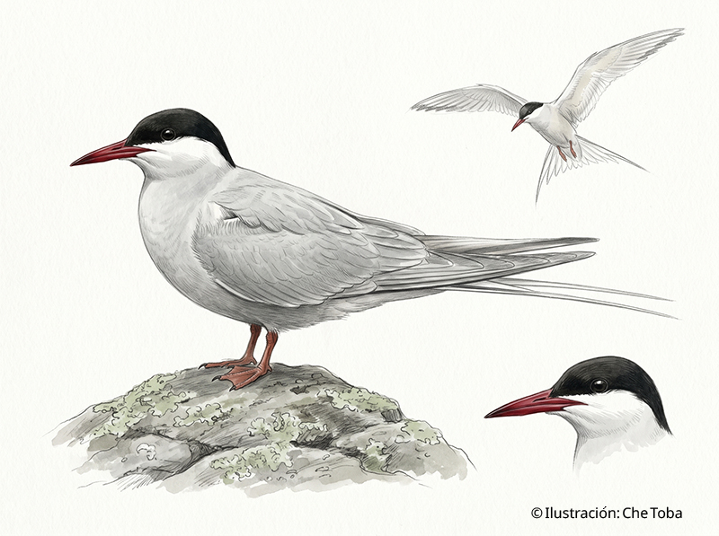 Gaviotín Ártico (Sterna paradisaea)