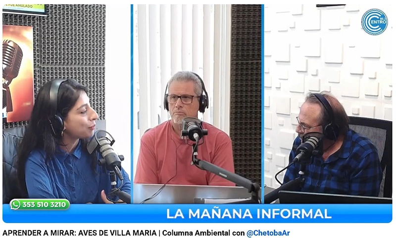 Migraciones oceánicas: aves que recorren el mundo y llegan al país