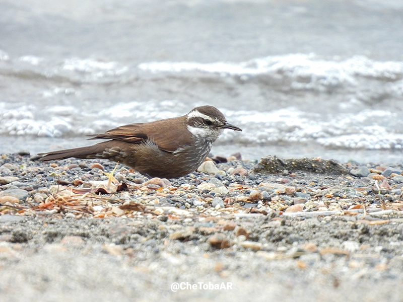 Remolinera Araucana - Cinclodes patagonicus