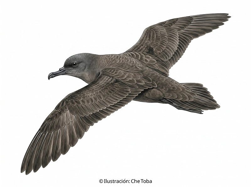 Ilustración Pardela Oscura (Ardenna grisea)