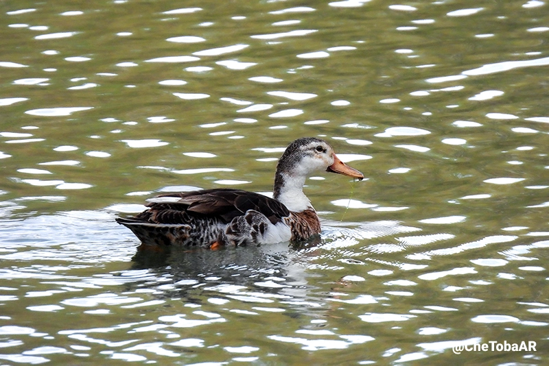 Híbrido de pato doméstico - Anas platyrhynchos domesticus