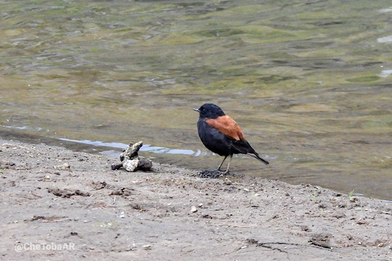 Sobrepuesto Austral - Lessonia rufa