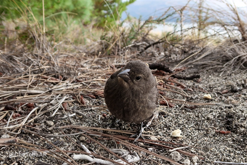 Tordo Renegrido - Molothrus bonariensis