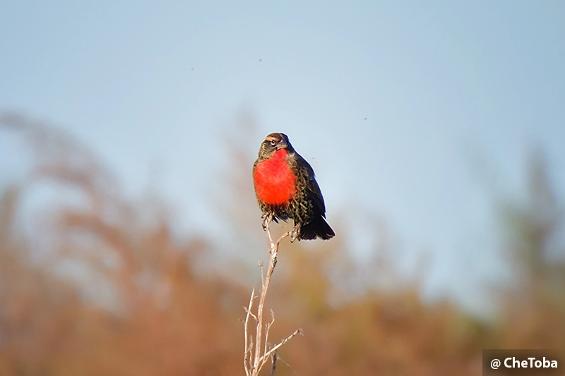 Pecho Colorado Macho adulto (Leistes superciliaris)