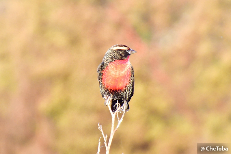 Pecho Colorado en Villa María