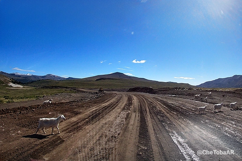 cruce con animales sueltos