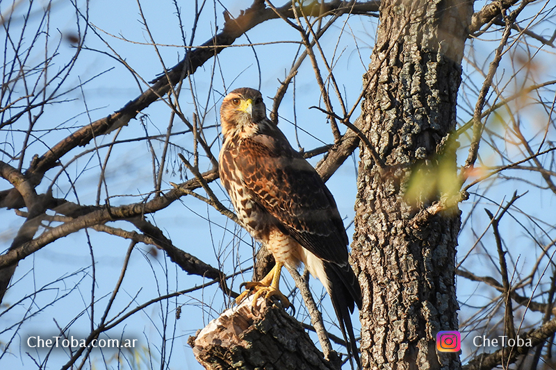 Gavilán Mixto (Parabuteo unicinctus)