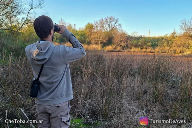 Nuevo registro de aves en la Laguna de Villa Nueva: ya son 151 especies observadas