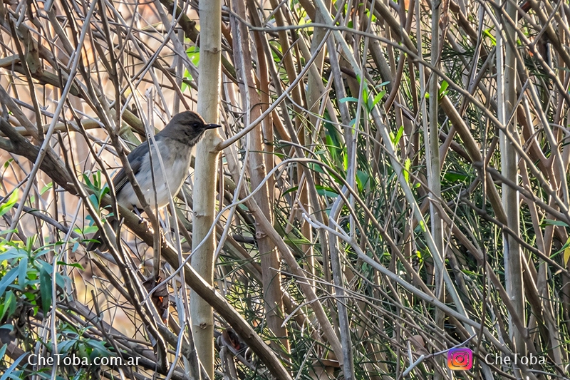 Turdus amaurochalinus