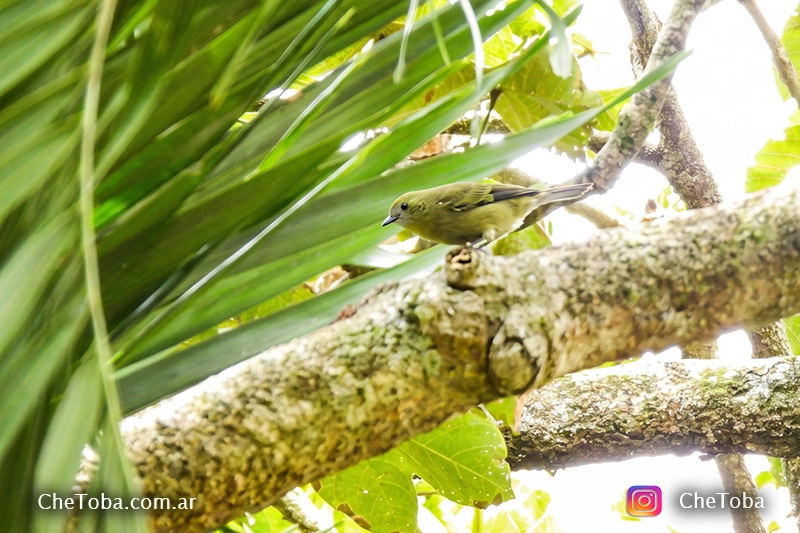 Celestino Oliváceo (Thraupis palmarum) fotografiado en Cerro Ancón