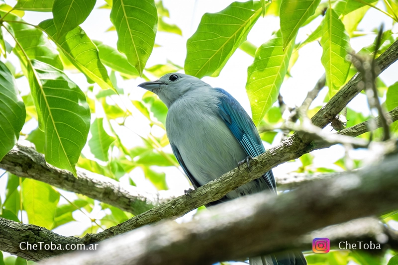 Conociendo aves de la familia Thraupis en Panamá