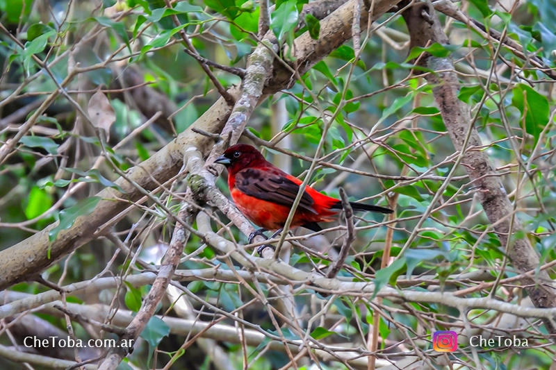 Crimson-backed tanager (Ramphocelus dimidiatus)