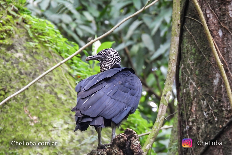 Jote Cabeza Negra (Coragyps atratus), Jotes de la ciudad de Panamá