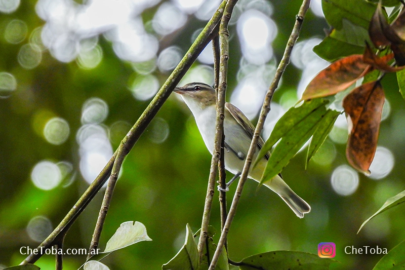 Red-eyed vireo (Vireo olivaceus) - Especie migratoria de Panamá y más al sur hasta los EEUU