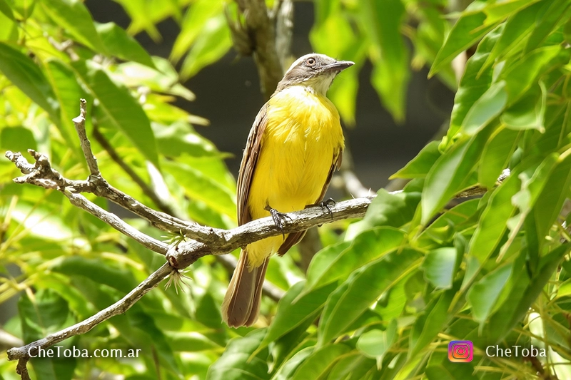 Observando aves en Panamá, Benteveo mediano (Myiozetetes similis)