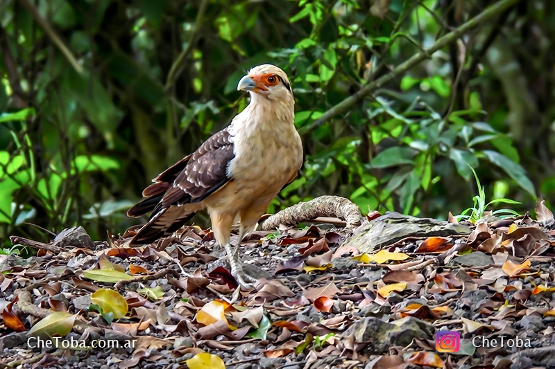 Aves rapaces que migran y podemos encontrar en Argentina y también en el Cerro Ancón Panamá