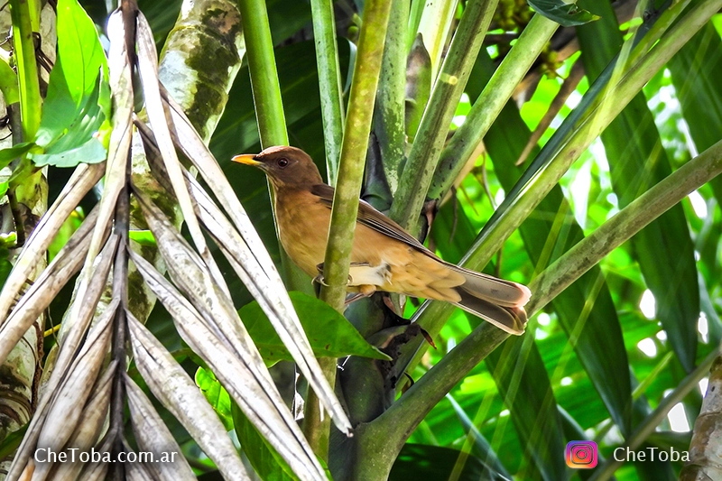 Clay-colored thrush (Turdus grayi) en Cerro Ancón