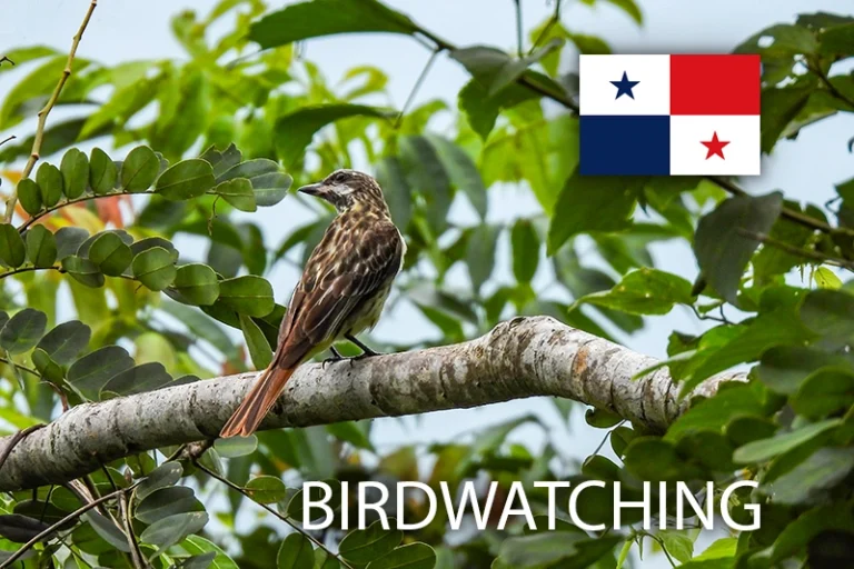 Observación de Aves en Ciudad de Panamá. Cerro Ancón