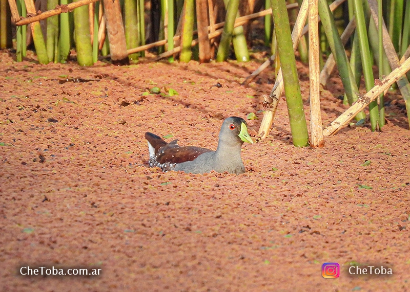 Pollona Pintada (Porphyriops melanops). en Laguna Unzueta