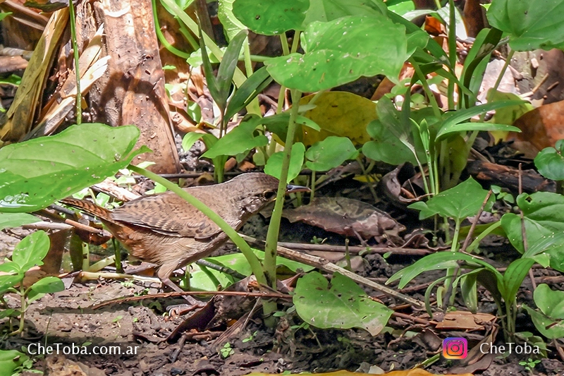 Ratona - (Troglodytes aedon) - sorpresas del avistaje de aves en Panamá