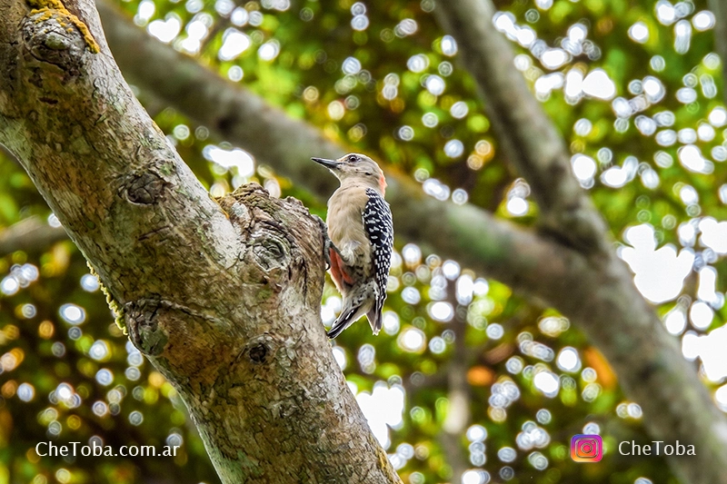 Red crowned woodpecker (Melanerpes rubricapillus) fotografiado en Panamá