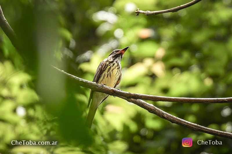 Sulphur-bellied flycatcher - (Myiodynastes luteiventris) pariente de (Myiodynastes maculatus) en Panamá