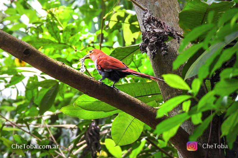 Tingazú en la ciudad de Panamá. Piaya cayana