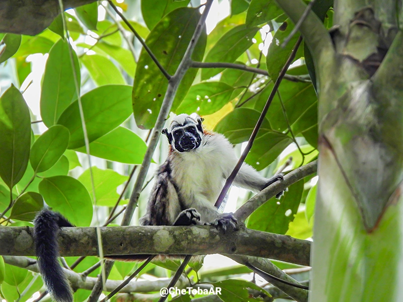 Mono Titi de Panamá