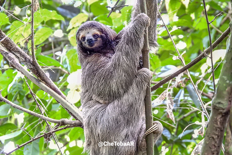 Cerro Ancón Perezosos Panamá