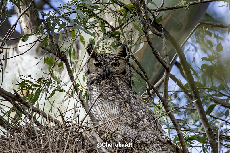 Ñacurutú (Bubo virginianus) - Foto de un adulto en el nido