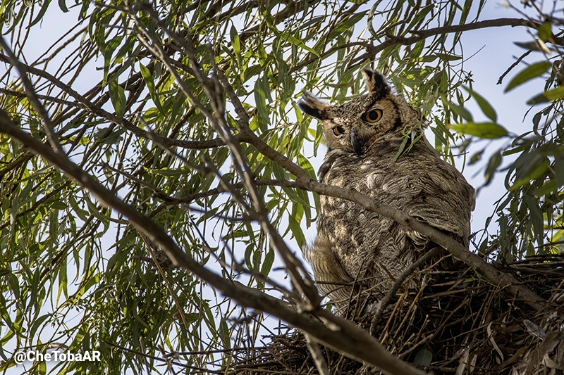 Nikon D7500 - Sigma 150-600