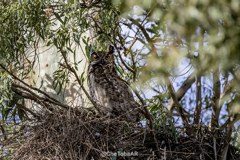 Ñacurutú - Nikon D7500 - Sigma 150-600