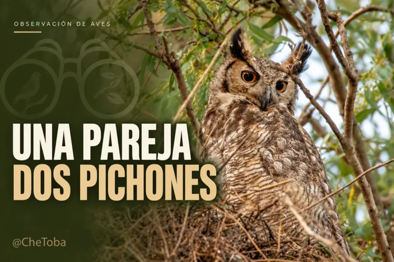 Ñacurutú: mi primer encuentro en Córdoba