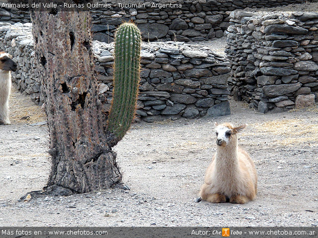 animales-llamas