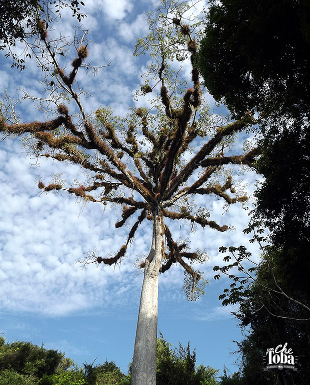 Foto árbol Chico Zapote
