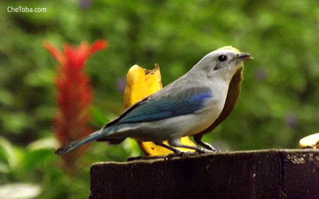 Azulejo Colombia Bird