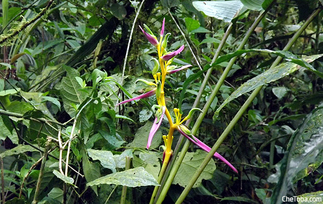 Flor Heliconia Banano Ecuador