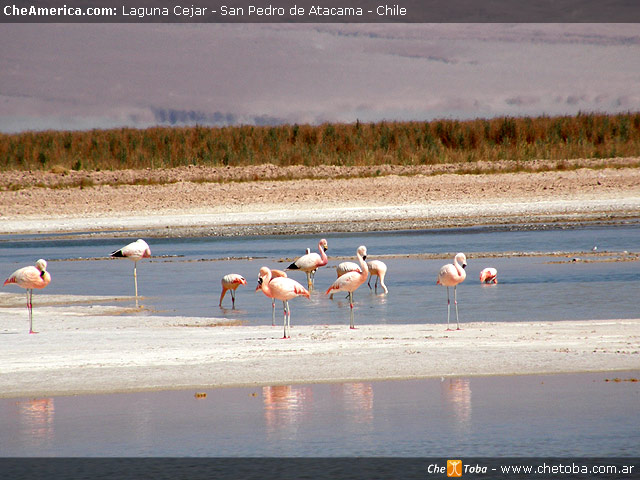 Excursión Laguna de Cejar - San Pedro de Atacama